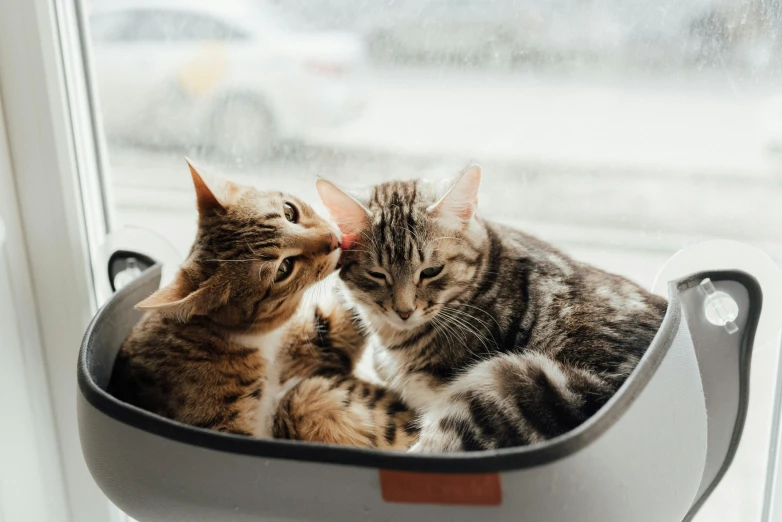 a couple of cats sitting next to each other on a window sill, by Julia Pishtar, pexels contest winner, there is full bedpan next to him, kissing together cutely, it's raining outside, high angle close up shot