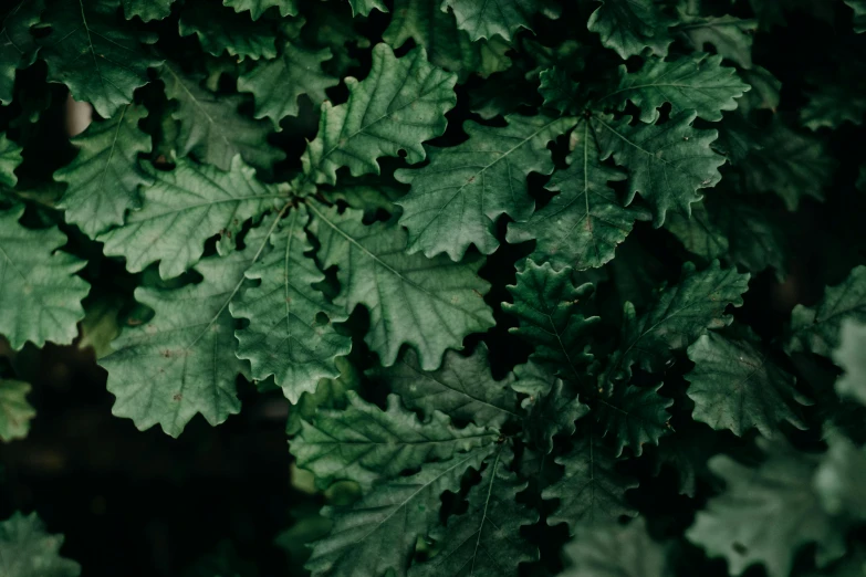 a close up of a bunch of green leaves, trending on pexels, hurufiyya, oak trees, overgrown background, alessio albi, a high angle shot