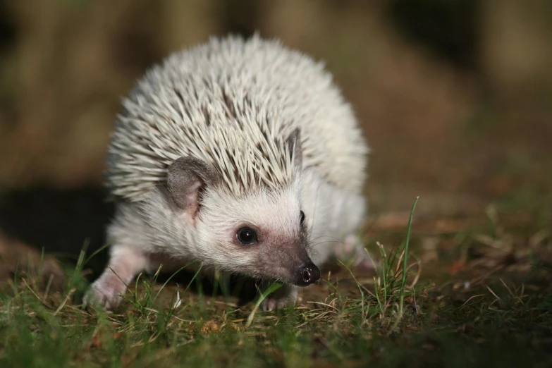 a small hedge sitting on top of a lush green field, an album cover, by Peter Churcher, trending on pexels, hedgehog babies, white hairs, australian, short light grey whiskers