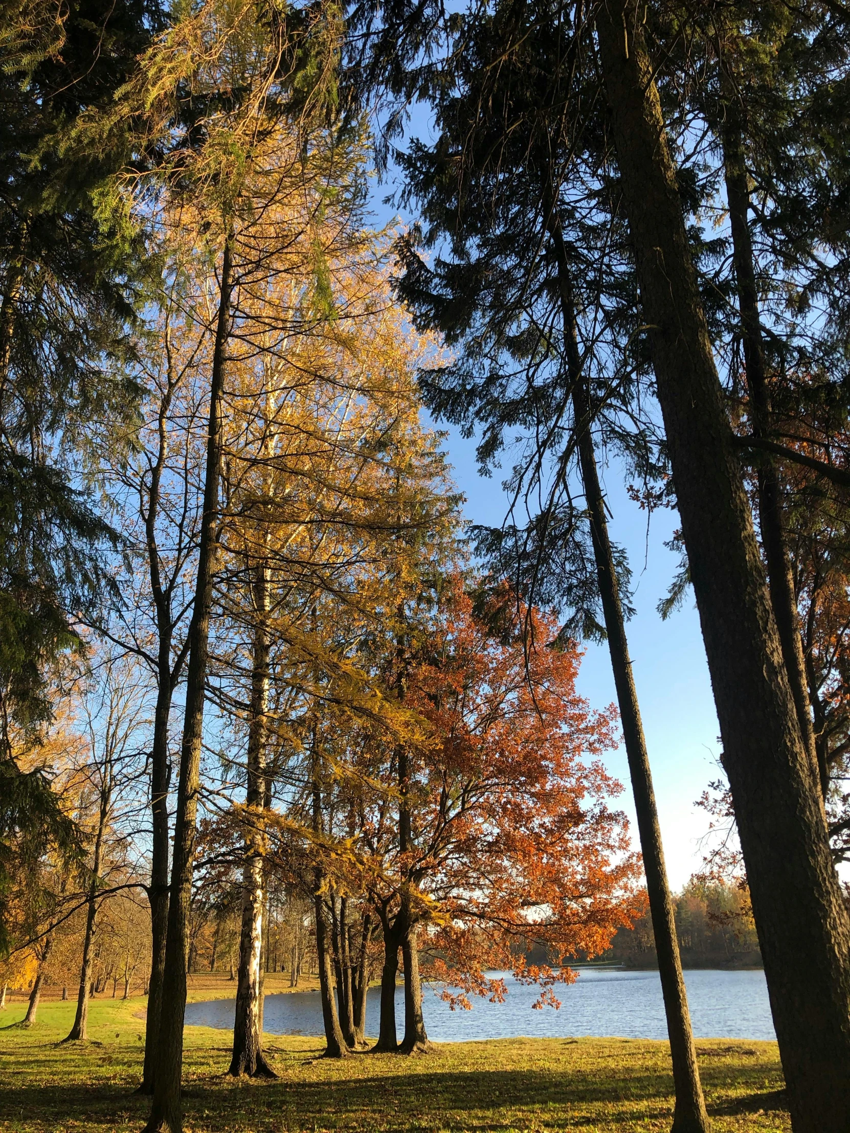 a forest filled with lots of trees next to a lake, by Karl Pümpin, trip to legnica, phone photo, autumnal, sunny day time