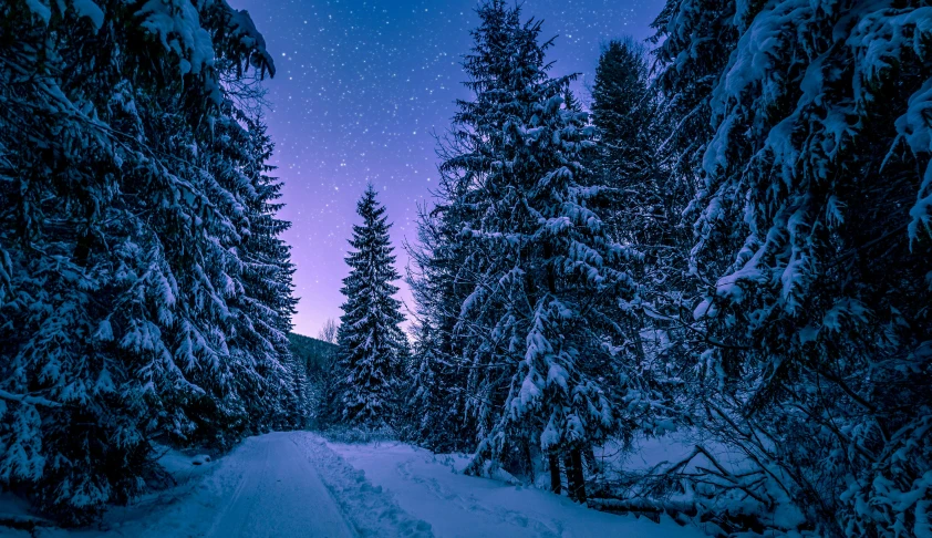 a snowy road in the middle of a forest, an album cover, pexels contest winner, renaissance, blue hour stars, purple hue, thumbnail, evergreen branches