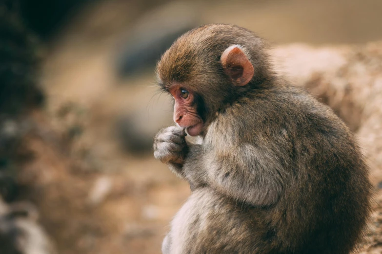 a small monkey sitting on top of a rock, trending on pexels, mingei, holding paws, japanese, portrait”, anthropology photo”