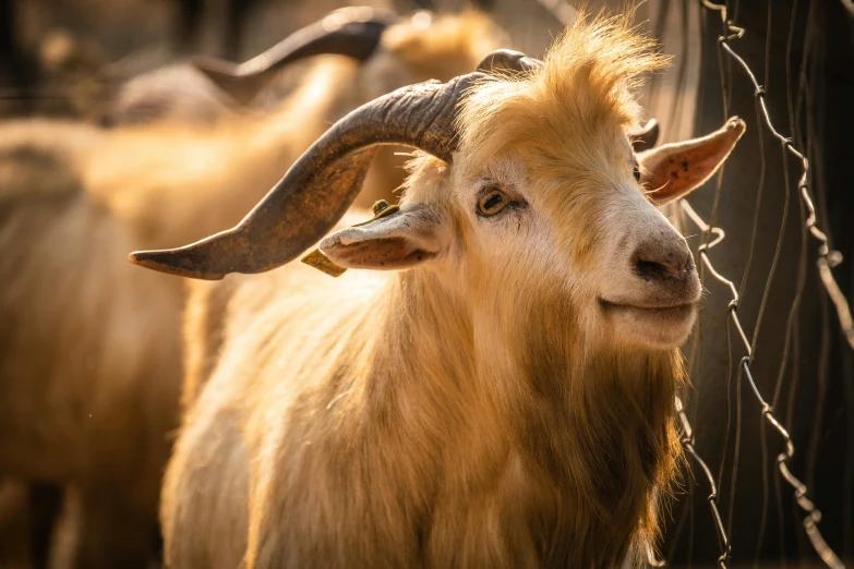 a close up of a goat behind a fence, by Jan Tengnagel, trending on unsplash, sumatraism, gold ram horns, lion's mane, an ancient, that resembles a bull\'s