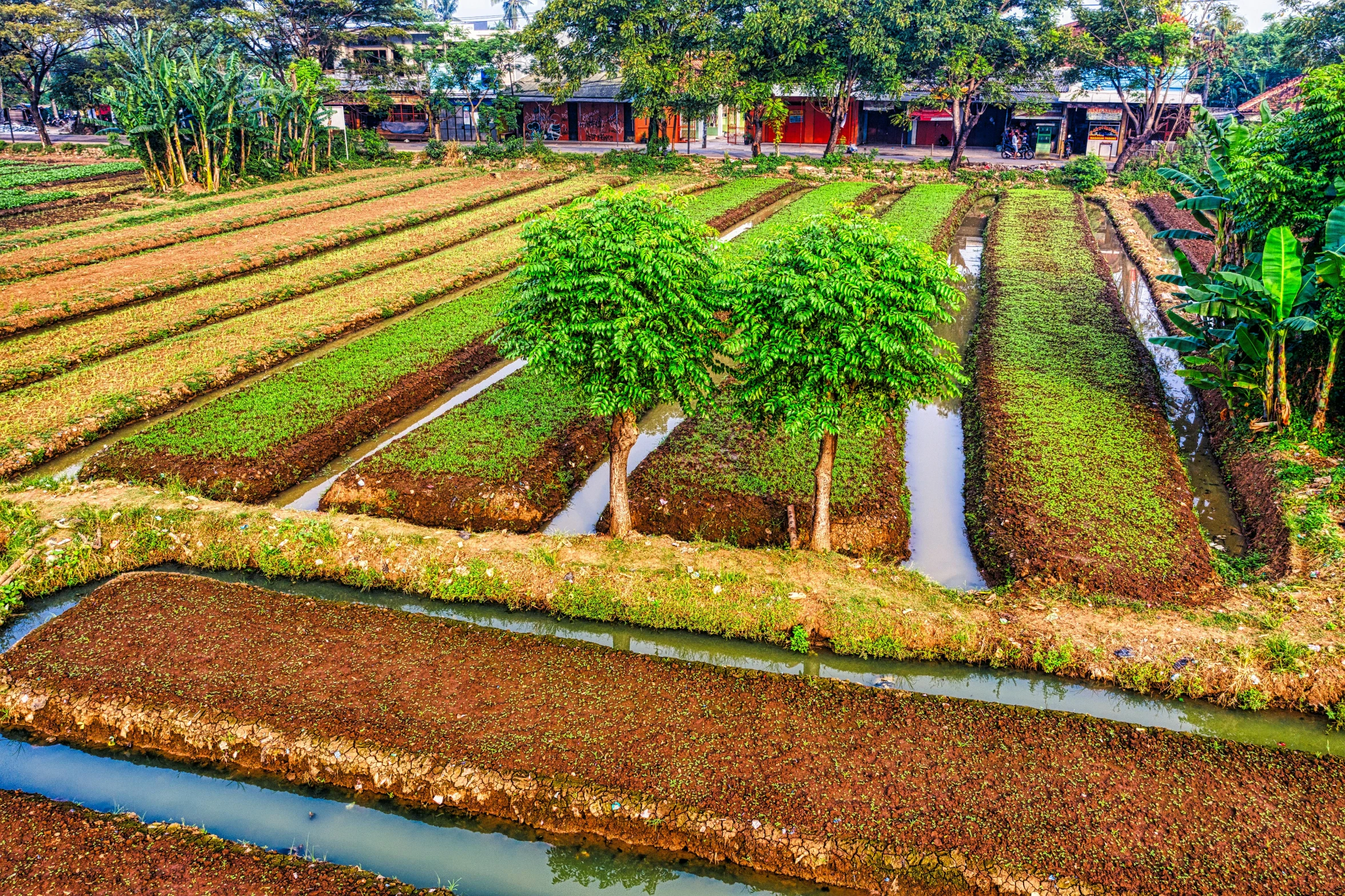 a garden filled with lots of green plants, pexels, land art, vietnam, irrigation, 🕹️ 😎 🔫 🤖 🚬, japanesse farmer