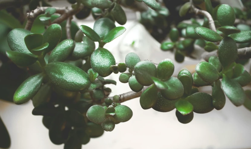 a close up of a plant with green leaves, trending on unsplash, scales made of jade, manuka, protophyta, vintage soft grainy