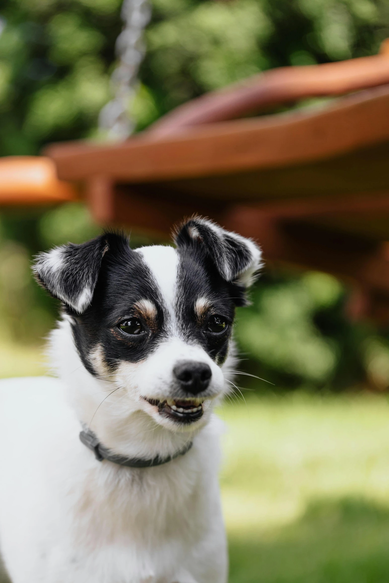 a small dog standing on top of a lush green field, a salt&pepper goatee, eating outside, closeup of face, information