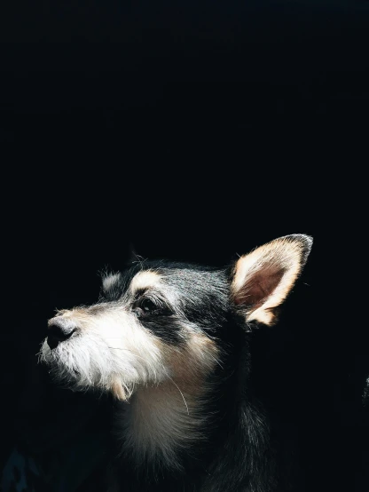 a black and white dog sitting in the sun, an album cover, inspired by Elke Vogelsang, trending on unsplash, minimalism, black backdrop!, jack russel terrier surprised, trending on vsco, nighttime!