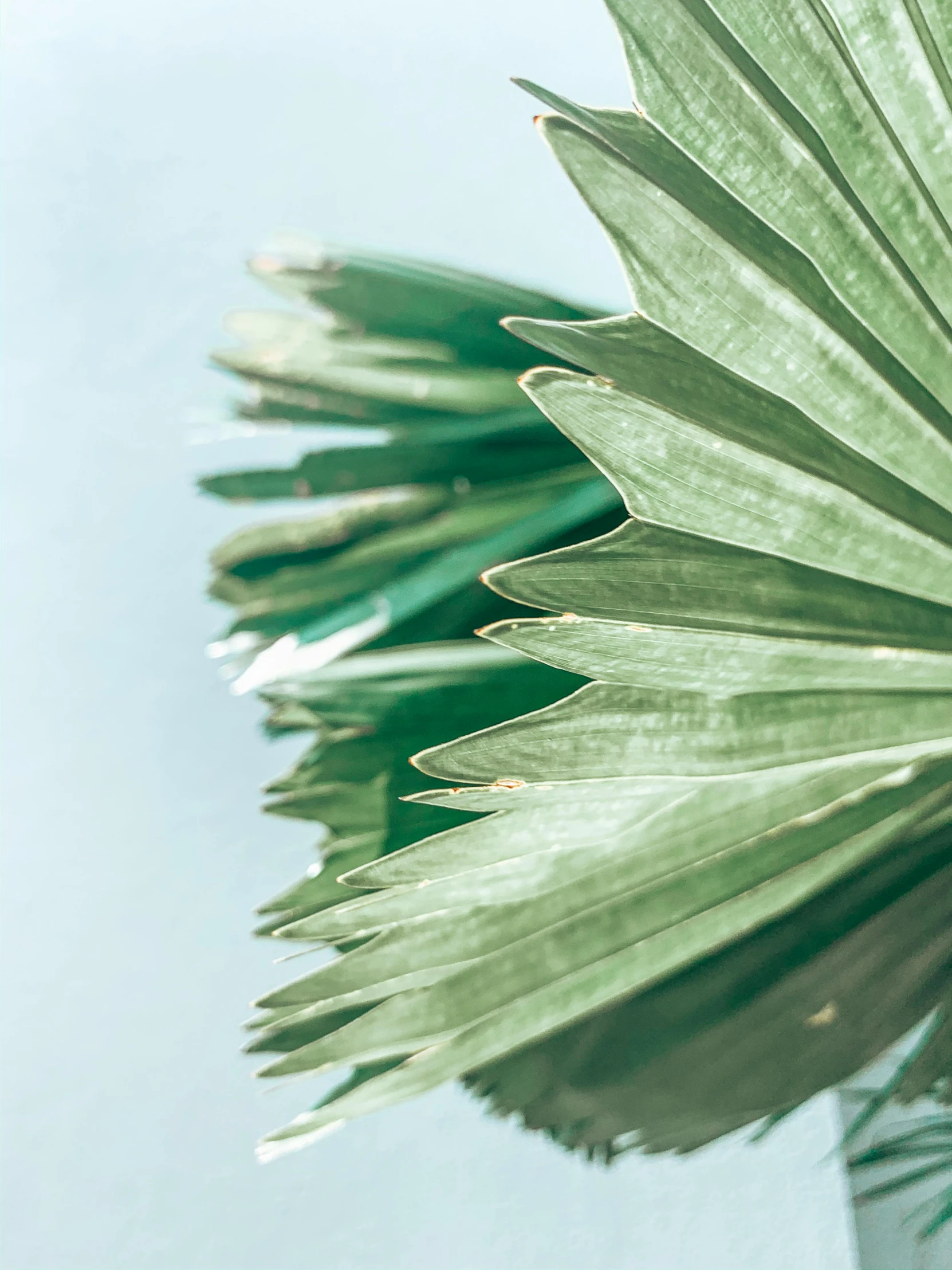 a close up of a plant in a vase, seafoam green, palms, shot with premium dslr camera, multiple stories