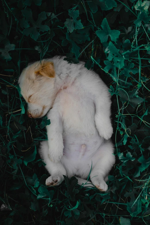 a dog that is laying down in the grass, an album cover, by Elsa Bleda, pexels contest winner, albino, puppy, it\'s name is greeny, sweet dreams