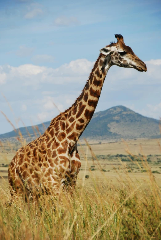 a giraffe standing on top of a grass covered field, posing for a picture