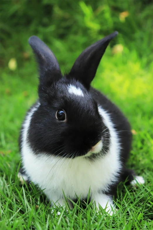 a black and white rabbit sitting in the grass, with a white nose, square, highly polished, r/aww