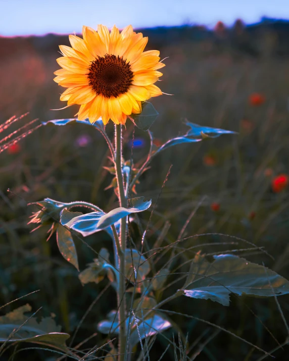 a close up of a sunflower in a field, by Jan Rustem, golden hour 8 k, lights with bloom, light mode, various posed