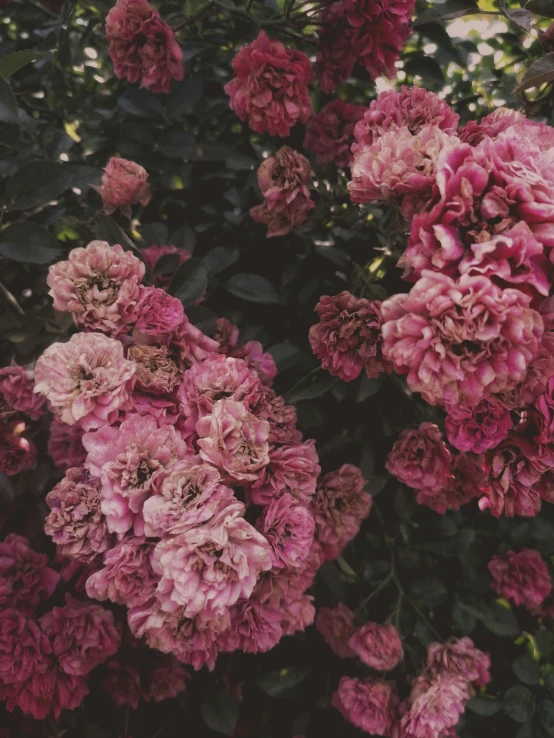 a bush of pink flowers with green leaves, an album cover, trending on unsplash, romanticism, moody aesthetic, instagram story, roses, high-quality photo