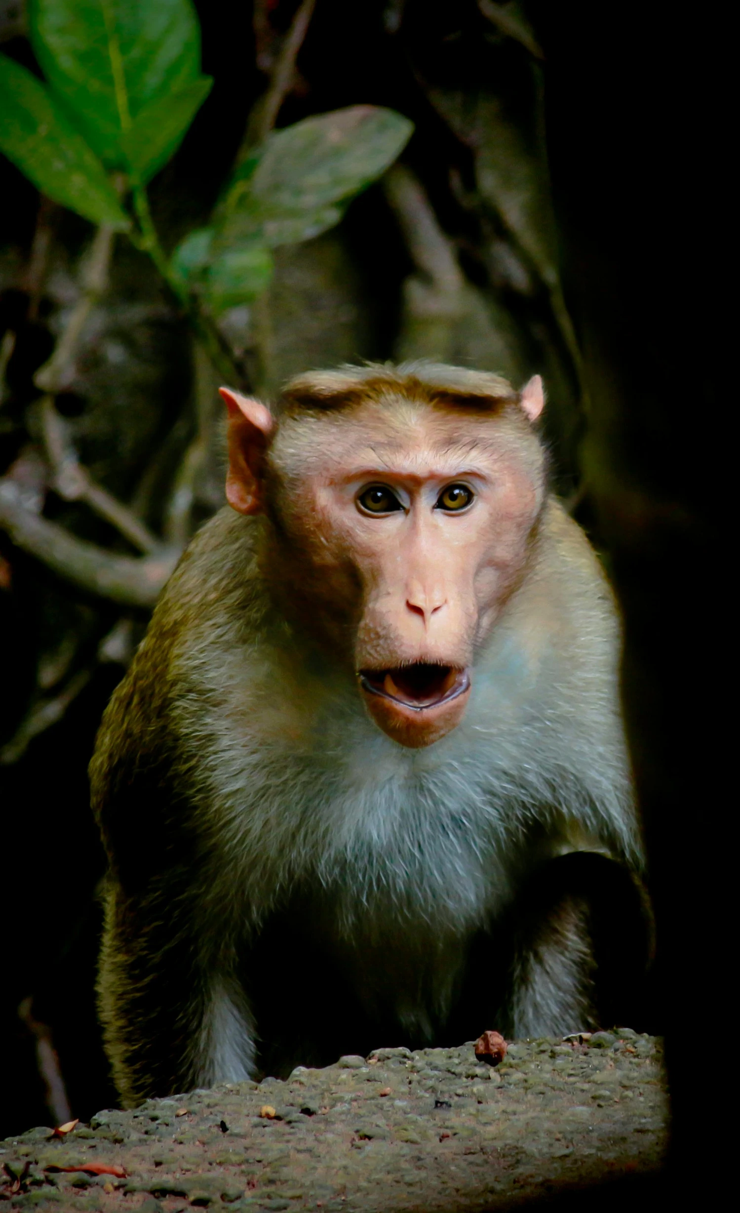 a monkey with a surprised look on its face, slide show, multiple stories, taken in the late 2010s, south east asian with round face