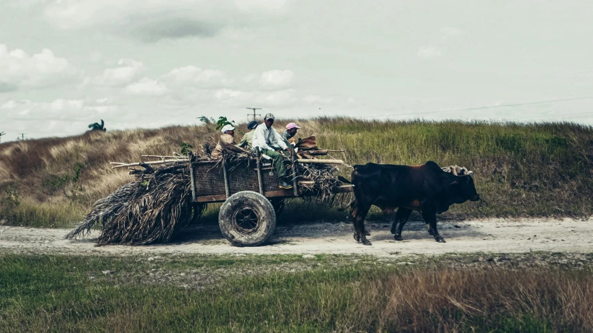 a group of people riding on the back of a cart pulled by a cow, by Jesper Knudsen, pexels contest winner, renaissance, florida man, mowing of the hay, bahamas, shot on hasselblad