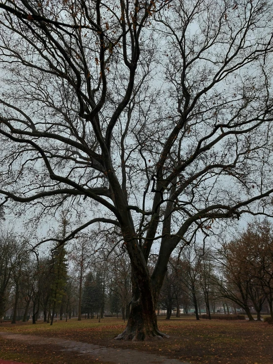 a red fire hydrant sitting in the middle of a park, by Slava Raškaj, land art, ((trees)), gray sky, panorama, one giant oak