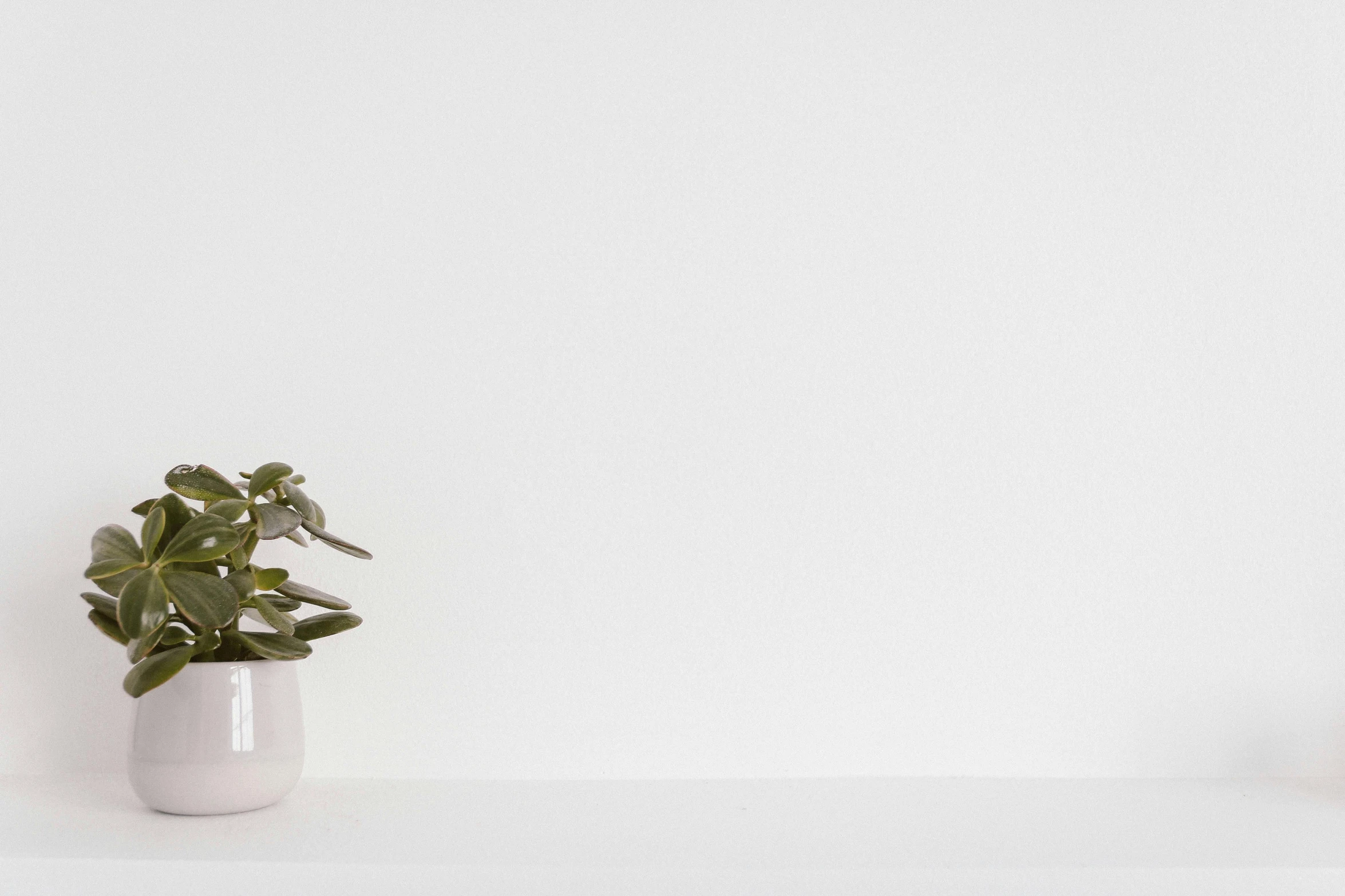 a couple of potted plants sitting on top of a white shelf, unsplash, minimalism, background image, media photo, thin porcelain, animation