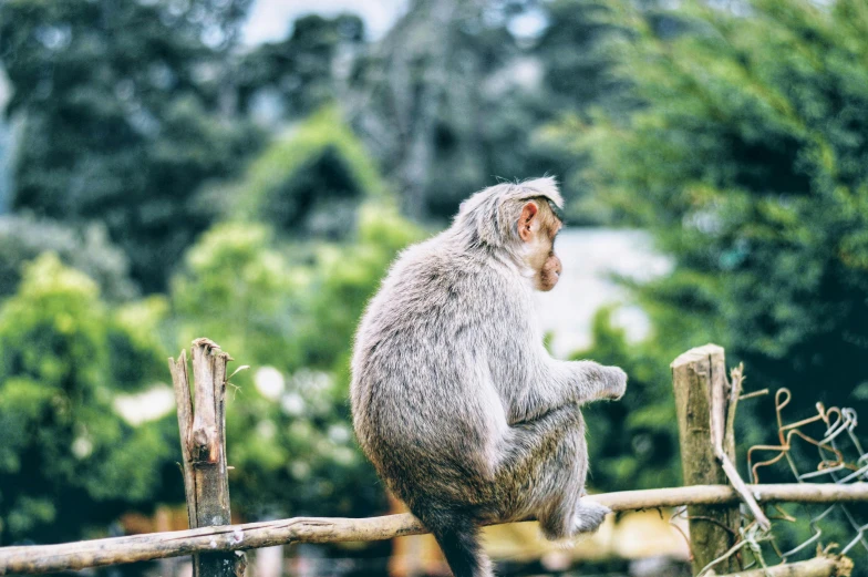 a monkey sitting on top of a wooden fence, trending on pexels, facing away, lush surroundings, perched on intricate throne, grey