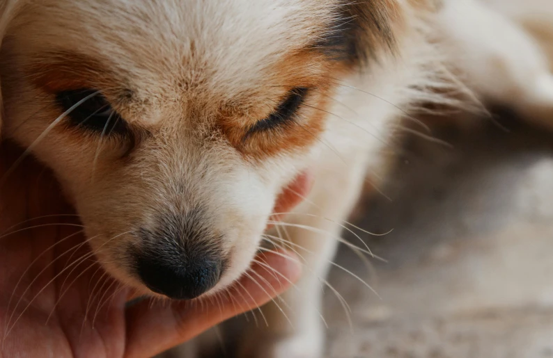 a close up of a person petting a dog, trending on pexels, photorealism, tired face, pomeranian mix, today\'s featured photograph 4k, doing a prayer