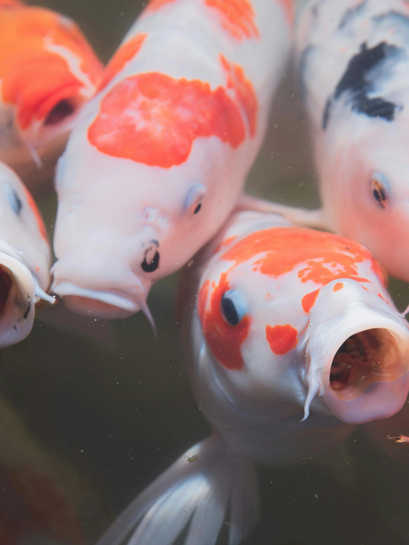 a group of koi fish swimming in a pond, inspired by Kanō Naizen, trending on unsplash, alessio albi, bottom body close up, tastes, 2019 trending photo