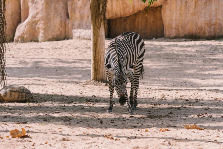 a zebra that is standing in the dirt