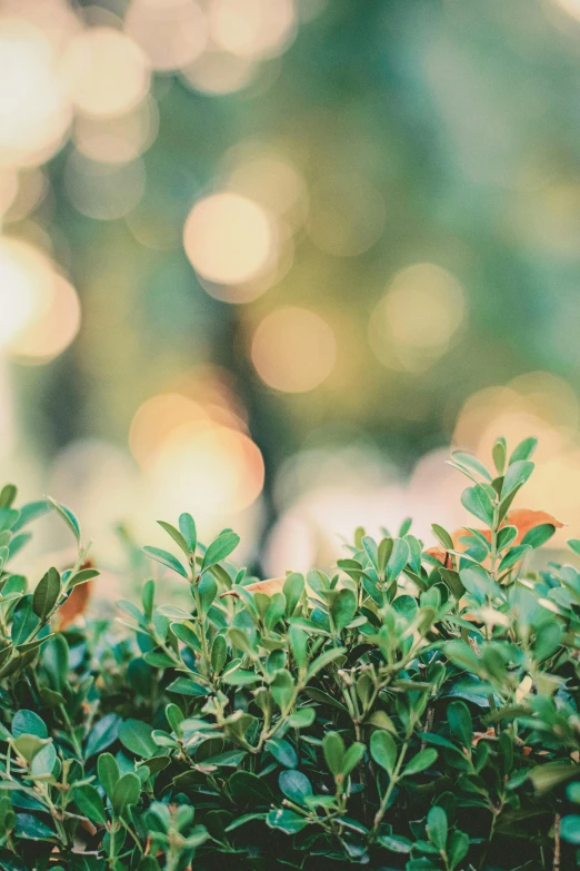 a small bird sitting on top of a bush, inspired by Elsa Bleda, trending on unsplash, bokeh lights, topiary, leaves in foreground, hasselblad film bokeh