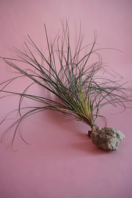 a close up of a plant on a pink surface, by Jessie Algie, grass and rocks, preserved museum piece, an afghan male type, ((rocks))