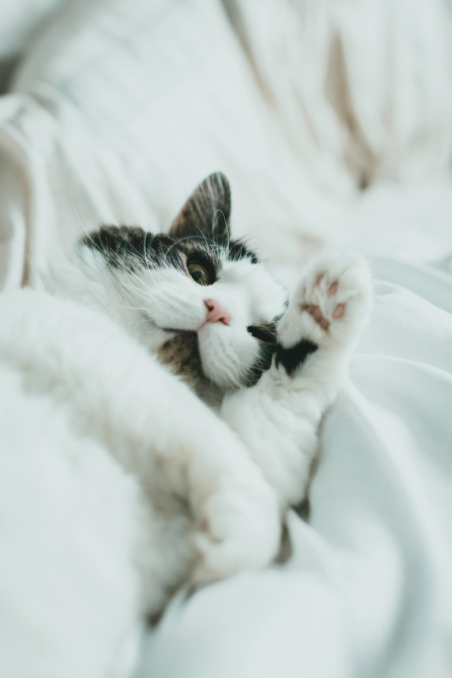 a black and white cat laying on top of a bed, trending on pexels, holding paws, wearing white pajamas, arms out, curled up under the covers