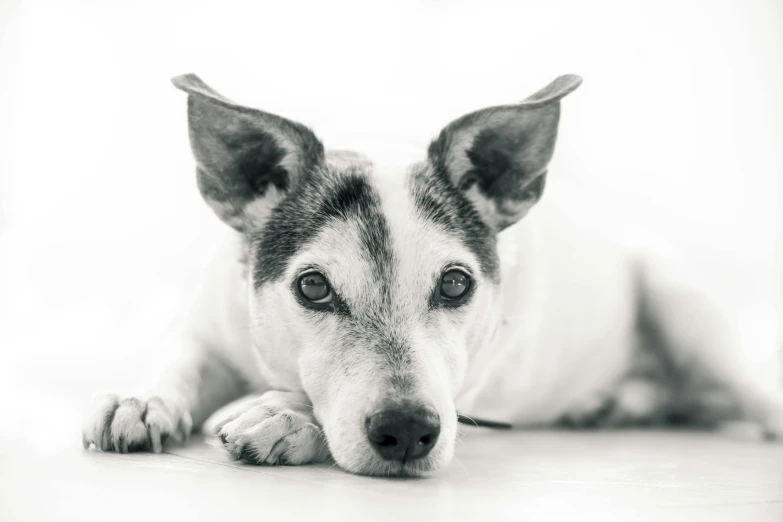 a black and white photo of a dog laying on the floor, a black and white photo, inspired by Elke Vogelsang, pexels contest winner, jack russel terrier, pointed ears, high key detailed, older male