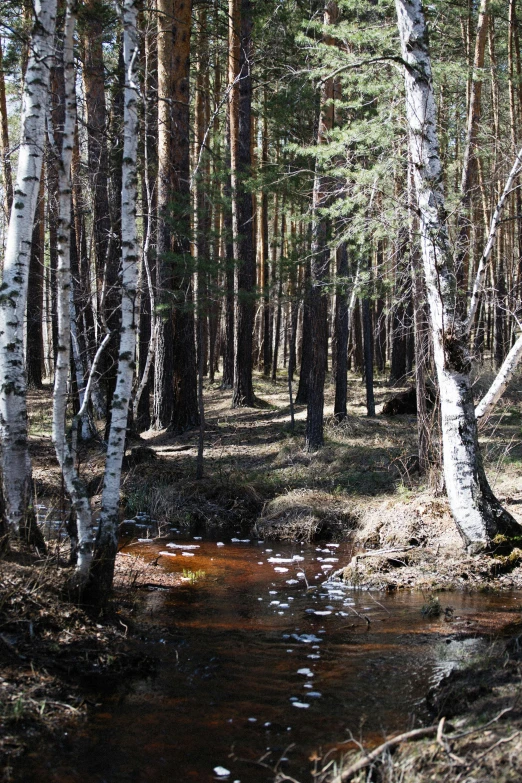 a stream running through a forest filled with lots of trees, inspired by Ivan Shishkin, flickr, near lake baikal, burnt forest, forest picnic, photo taken in 2018