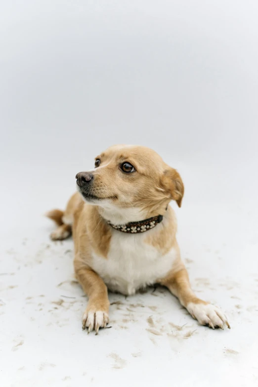 a dog that is laying down on the ground, inspired by George Barker, trending on unsplash, wearing collar, white sky, snowy, small dog