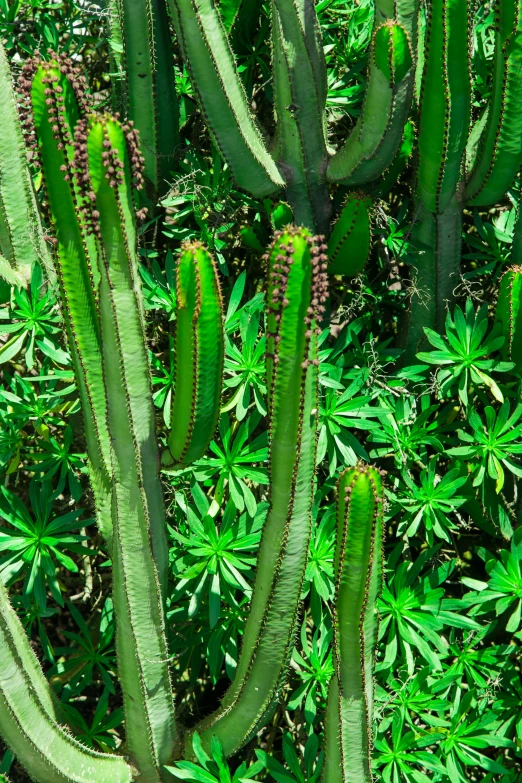 a group of cactus plants sitting next to each other, renaissance, vibrant green, tall thin, chile, zoomed in