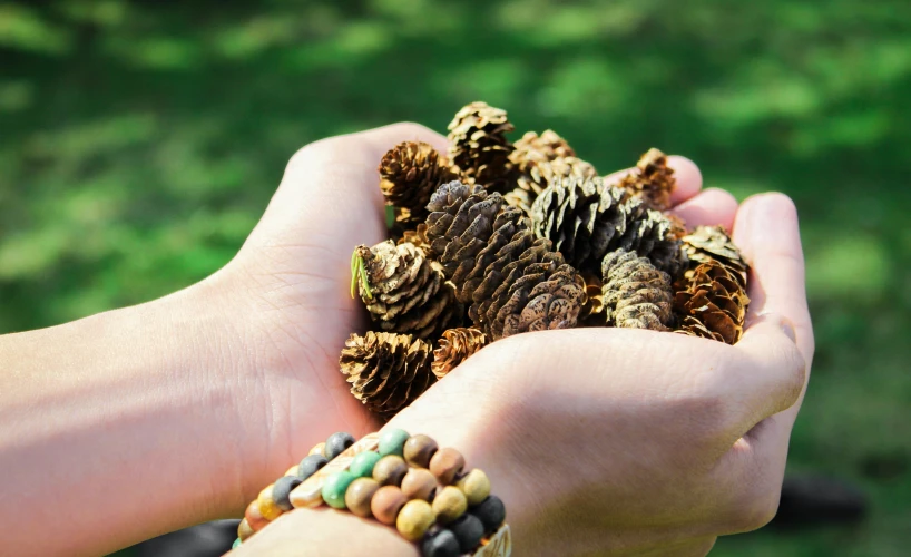 a person holding a bunch of pine cones in their hands, inspired by Andy Goldsworthy, pexels, process art, bracelets, multi - coloured, lush surroundings, brown resin