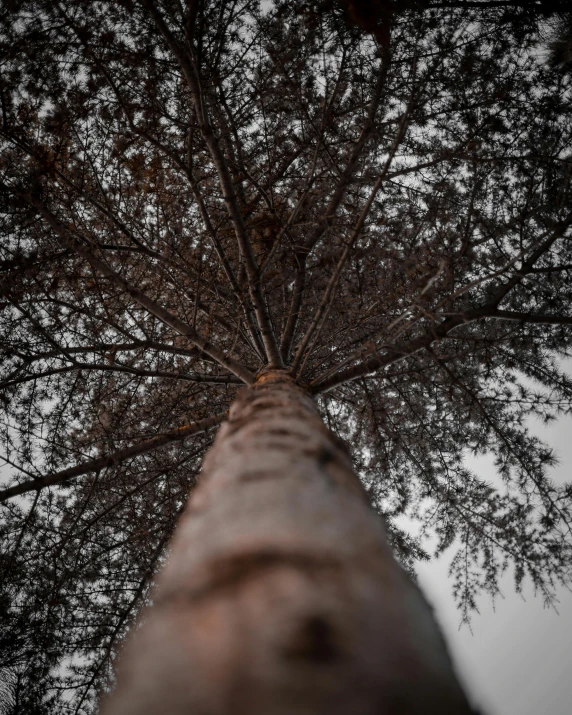 a tall tree reaching up into the sky, unsplash, worm's eye view from the floor, captured in low light, on a gray background, multiple stories