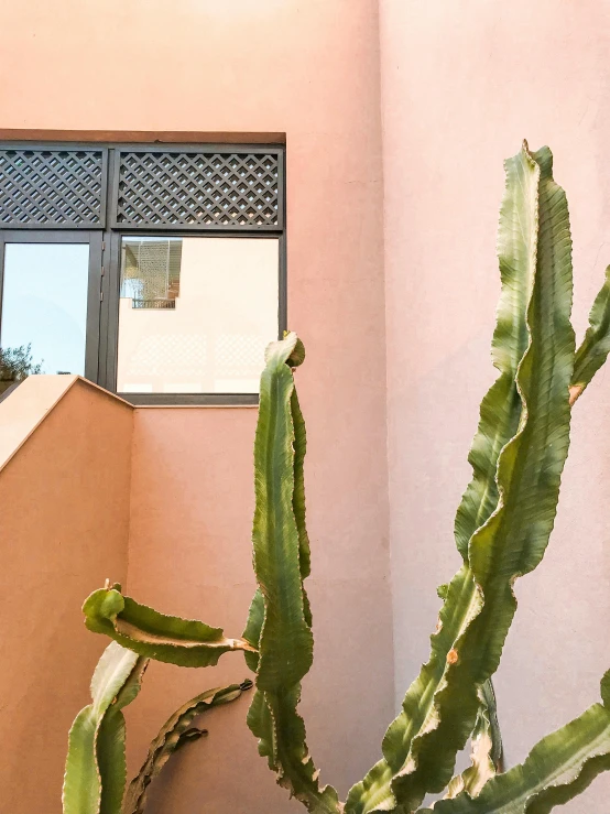 a cactus plant in front of a pink building, a photo, inspired by Ricardo Bofill, trending on unsplash, windows and walls :5, moroccan, low detail, architectural digest photo
