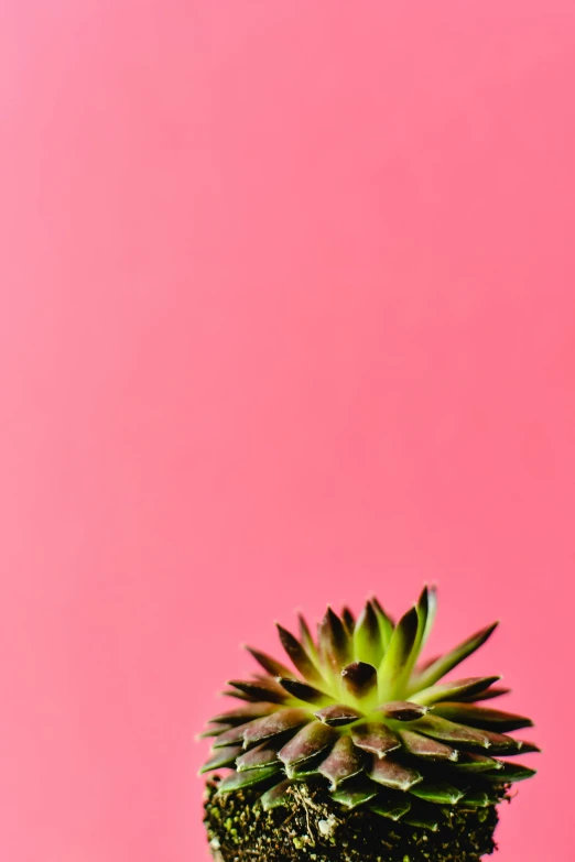 a close up of a plant with a pink background, postminimalism, pink mohawk, taken in the late 2010s, ((pink)), artichoke