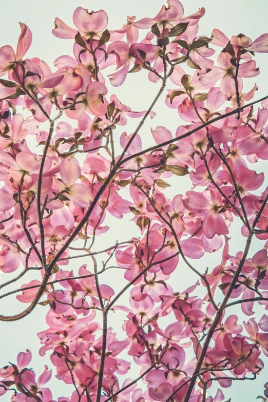 a tree with pink flowers against a blue sky, inspired by Julian Schnabel, trending on unsplash, art nouveau, detail shot, botanical herbarium, magnolia stems, 1960s color photograph