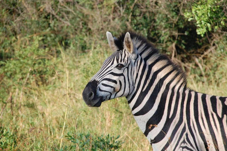 a zebra that is standing in the grass, facing the camera