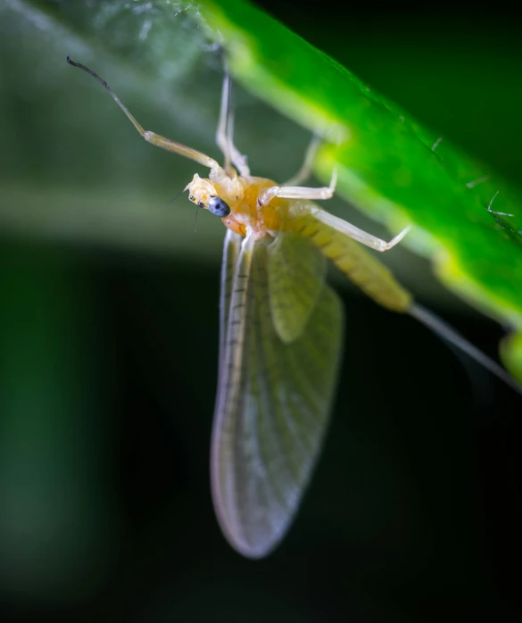 a close up of a small insect on a leaf, by Jason Felix, pexels contest winner, hurufiyya, translucent wings, a blond, slide show, kuntilanak on tree