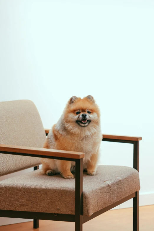 a small dog sitting on a chair in a room, by Shiba Kōkan, trending on unsplash, modernism, pomeranian mix, on clear background, iconic design, taken in the late 2010s