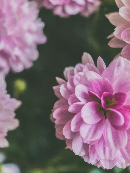 a close up of a bunch of pink flowers, by Carey Morris, trending on unsplash, no cropping, website banner, stacked image, concept photo