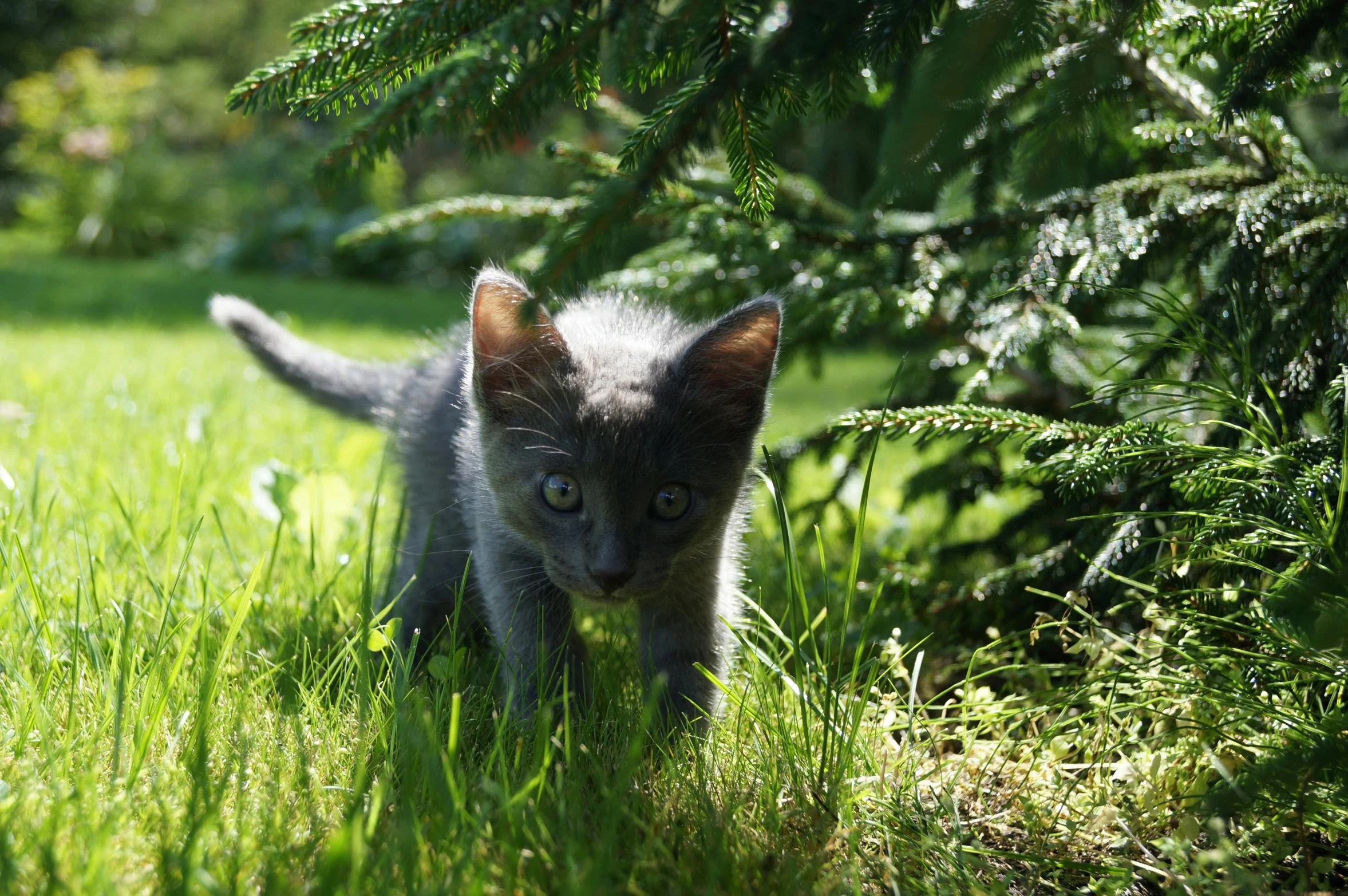 a gray kitten walking across a lush green field, by Jan Tengnagel, pixabay contest winner, around tree babies running, 35mm —w 1920 —h 1080, light-blue eyes, instagram picture