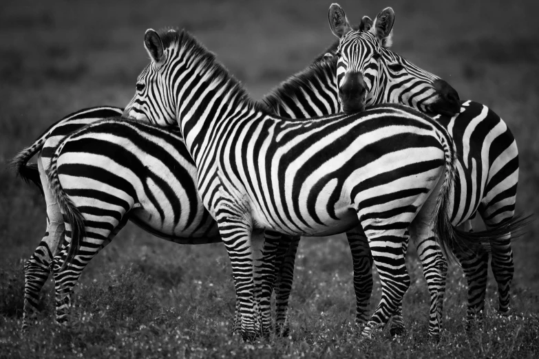 three zebras standing next to each other in a field, a black and white photo, by Peter Churcher, pexels contest winner, hugging each other, symmetrical front view, vibrant hues, black and white hair