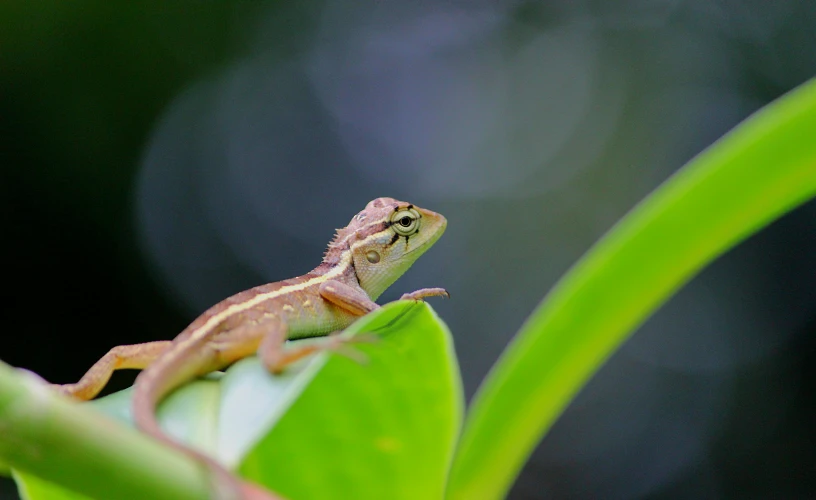 a lizard sitting on top of a green leaf, slide show, shot with premium dslr camera, instagram post, small chin