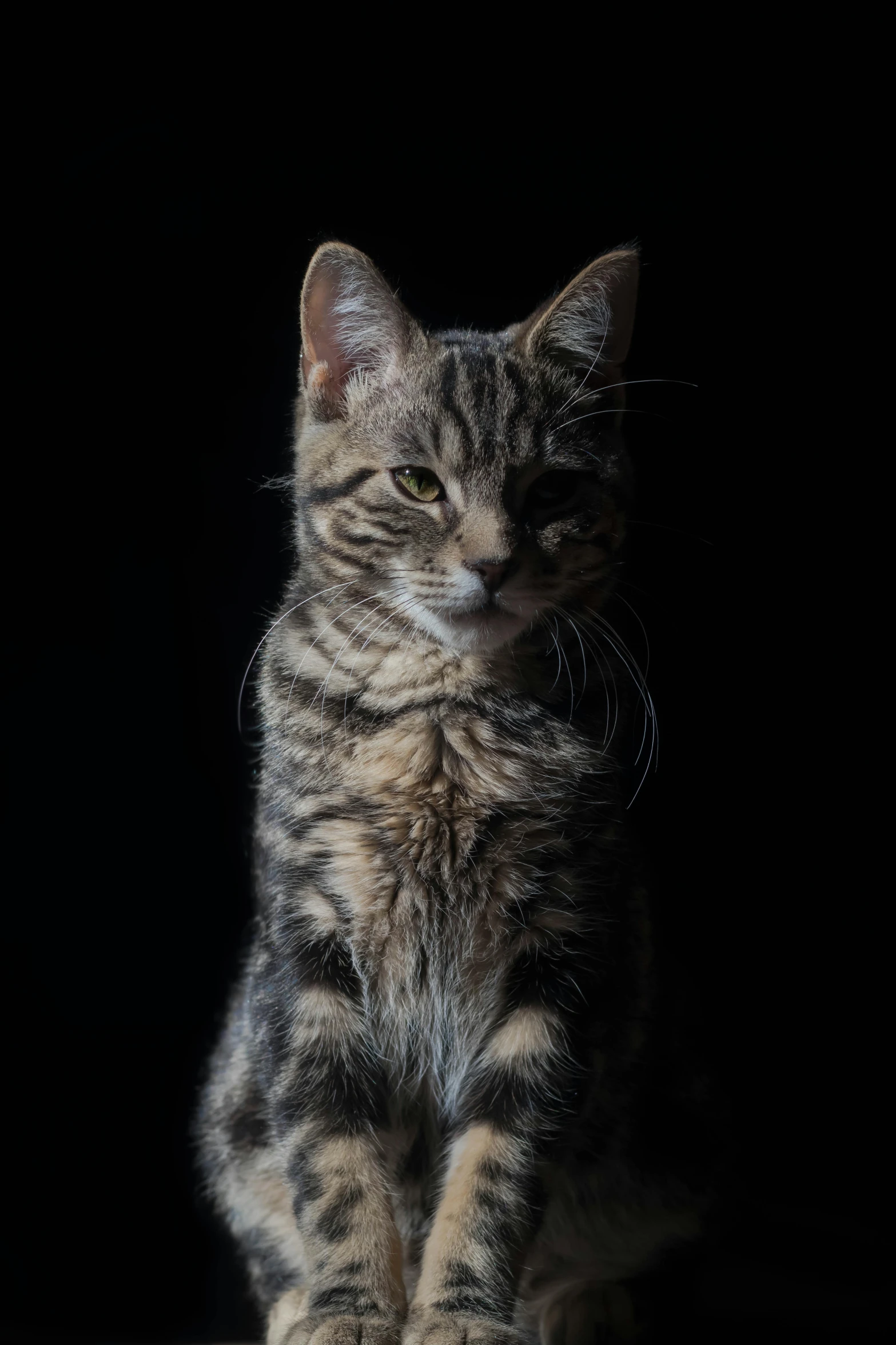 a cat that is sitting down in the dark, posing for the camera, getty images, jen atkin, full frame image