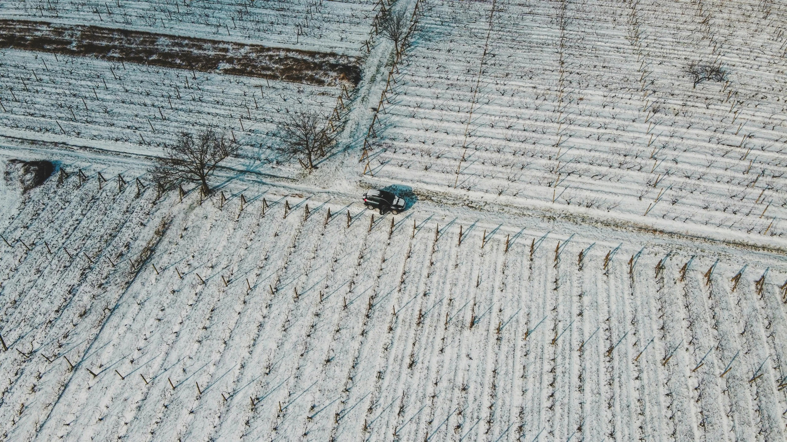 an aerial view of a tractor plowing a field, by Adam Marczyński, wine, covered in snow, van, clad in vines