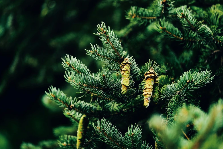 a close up of a pine tree with cones, by Julia Pishtar, pexels, green and gold, ((trees))