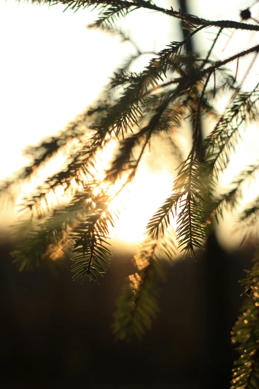 a close up of a tree branch with the sun in the background, pine trees in the background, soft light - n 9, softly - lit