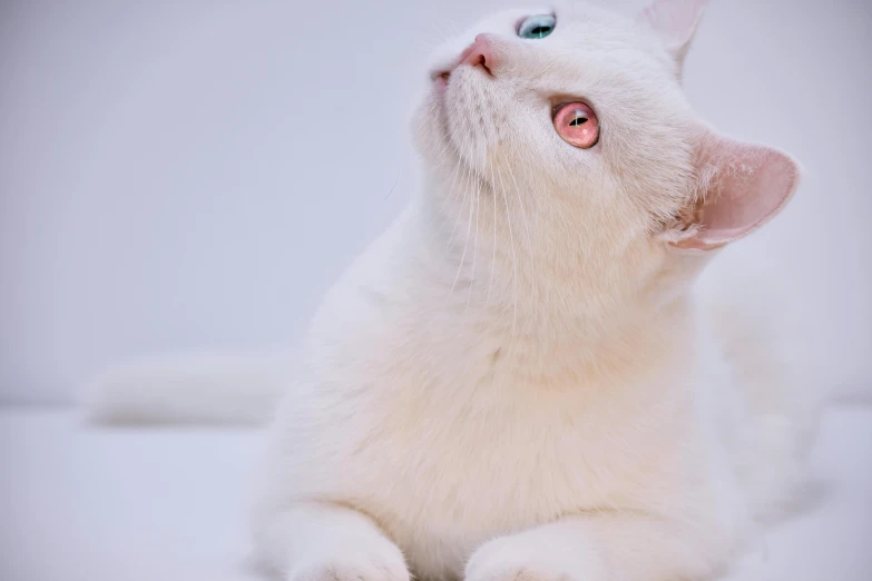 a white cat with blue eyes laying down, an album cover, trending on pexels, pink white turquoise, gif, low-angle, wide eyed
