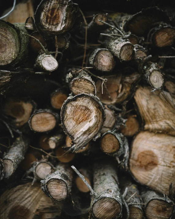 a pile of wood sitting on top of a table, by Jesper Knudsen, pexels contest winner, bark for skin, background image, ((trees)), full body close-up shot